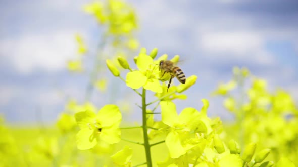 Bee and Rapeseed Flowers 