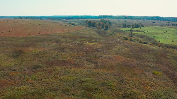 Aerial View of a Flock of Birds Flying Over a Field in Sunny Summer Weather