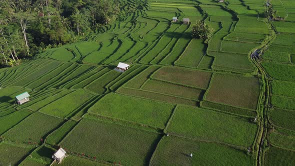 Rice field