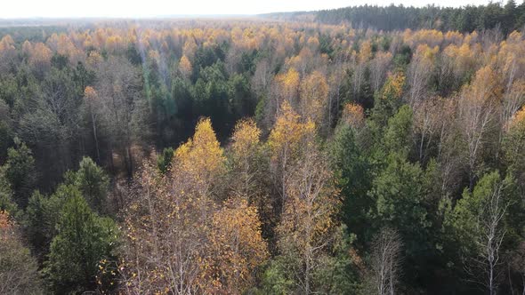 Forest with Trees in the Fall