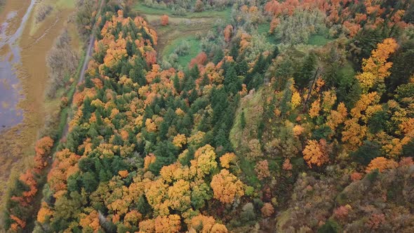 Aerial view of evergreen Douglas fir trees mixed with deciduous trees that change color in autumn.