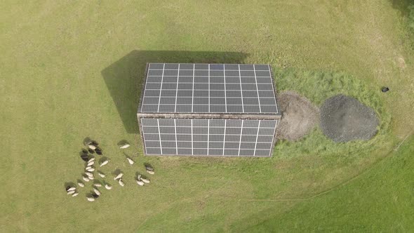 Sheep graze on a field near a barn with solar panels