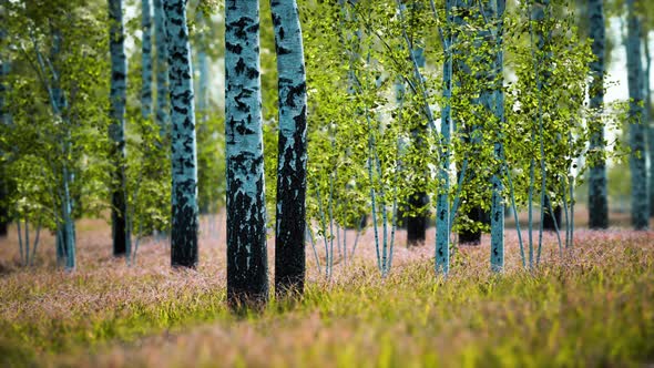 White Birch Trees in the Forest in Summer