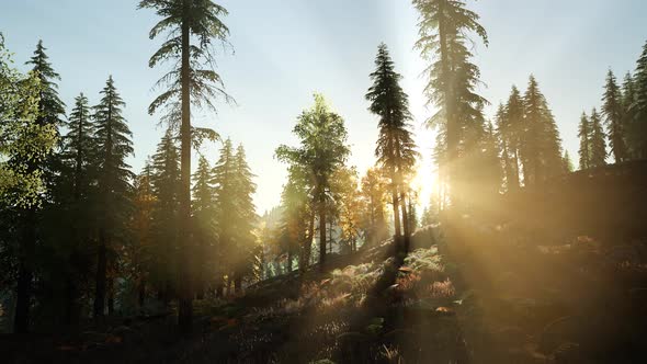 Sun Shining Through Pine Trees in Mountain Forest alt