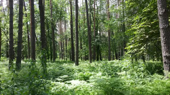 Trees in the Forest By Summer Day