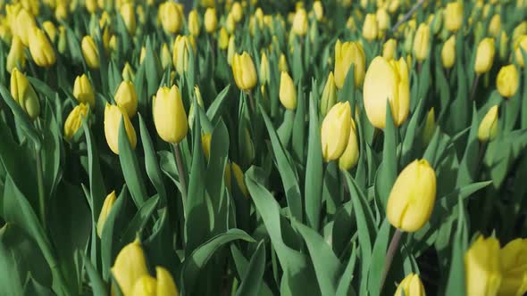 Nature Plantation of Yellow Tulips in Greenhouse Camera Movement Through Flowers Shallow Depth of