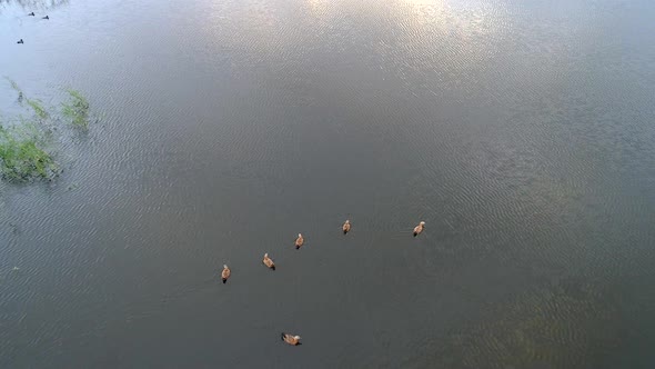 Ducks On Lake
