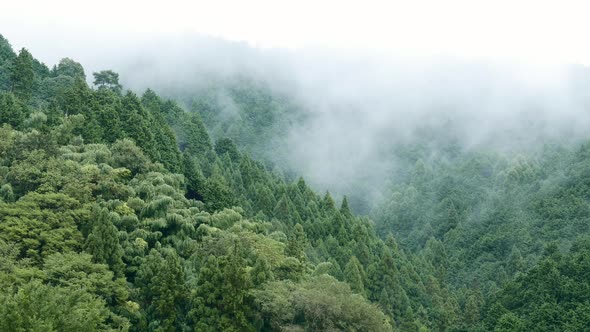 Misty Forest and mountain 