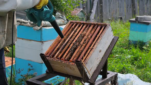 Beekeeper Uses Air-blowing Device To Brush Bees Aside. Bees Swarm in Collection Container, Beekeeper