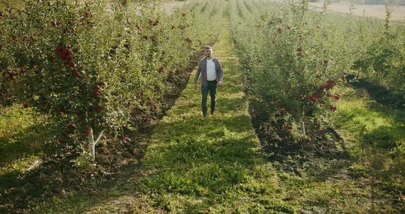 The Farmer Walks Through the Garden of Ripe Red Apples on a Sunny Day