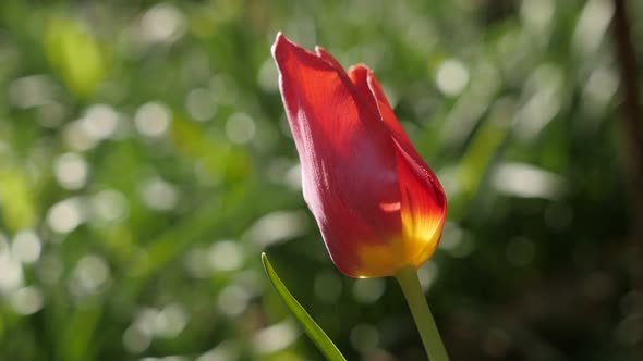 Bulb of  Didier tulip  plant shallow DOF 4K 2160 30fps UltraHD footage - Close-up of flower Tulipa g