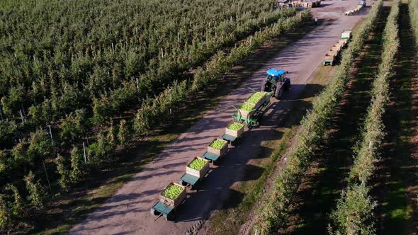 Apple Orchard Harvest of Apples Tractor Carries Large Wooden Boxes Full of Green Apples Top View