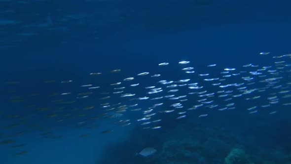 Blue Sea Water Fish