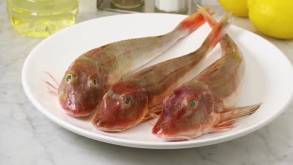  Dish with fresh raw whole tub gurnard fishes 