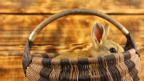 Two Cute Fluffy Affectionate Brown Bunnies Sit in a Wicker Basket and Wiggle Their Ears