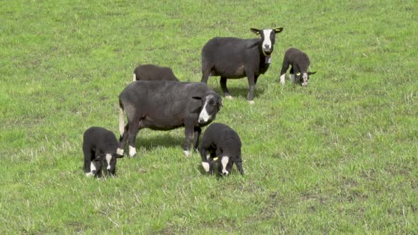 Black suffolk sheep and lamb on a filed on a sunny day