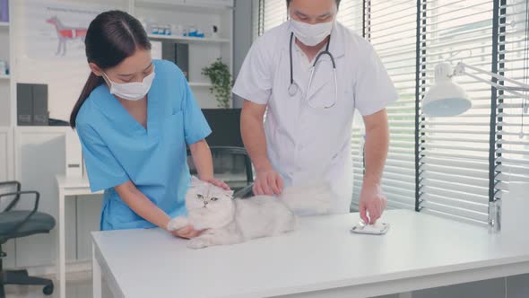 Asian veterinarian team man and woman examine cat in veterinary clinic.