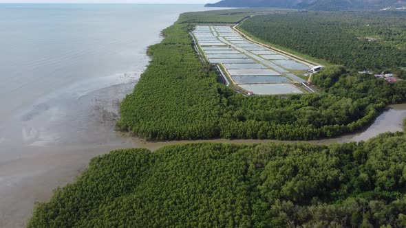 Aerial view shrimp farm near mangrove tree forest