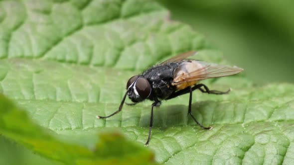 Macro shot of a brown fly cleaning its legs and wings on a green leave in slow motion.