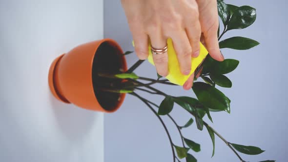 Woman's hand wipes the leaves of beautiful zamioculcas home plant.