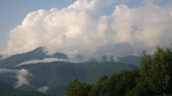 Tea Plantation in the Mountains During the Day