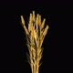 Golden Cereal In The Wind - VideoHive Item for Sale