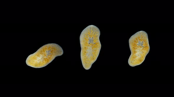 Worm Leptoplana Sp. Microscope, Family Leptoplanidae, Order Polycladida, Ciliated Flatworm