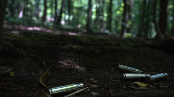 Bullet casings fall on the trunk of an old tree covered with moss. Shooting in the forest.  alt