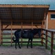 Shot of a Black Horse Standing Under a Canopy in a Paddock - VideoHive Item for Sale