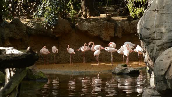 Flamingos Birds in the Shore