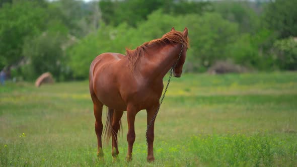 Brown Young Horse Graze on the Field Near Farm. It Looks Away and Then Turn Her Head To the Camera