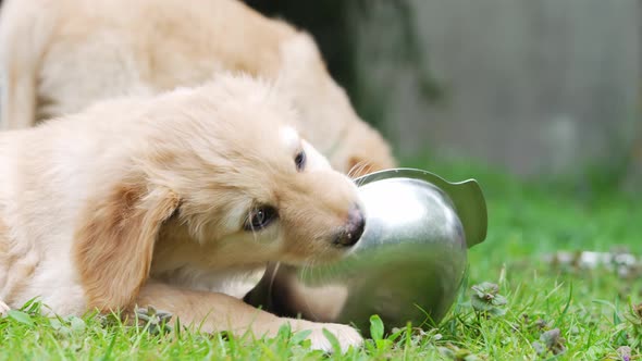 Litter of Hovawart Puppies Eating From a Bowl Outside