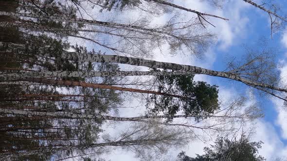 Vertical Video of the Birch Forest with Birches in the Afternoon