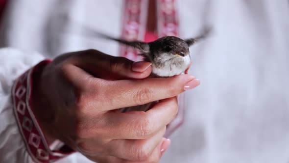 Barn Swallow  Hirundo Rustica in Ukrainian Woman Hands