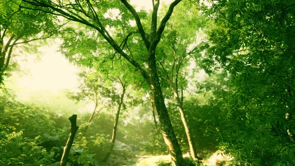 Evening Forest with Sun and Volume Light