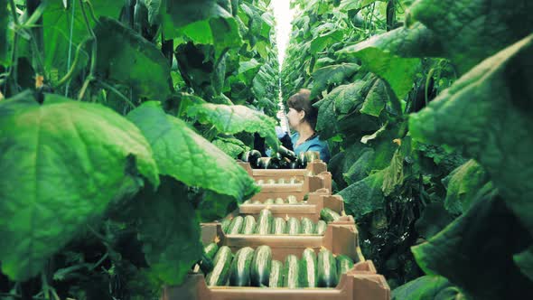 Female Worker Picks Cucumbers From Plants.