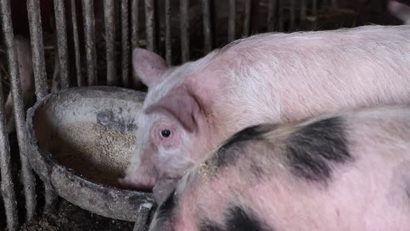 Pigs Eat Food on a Pig Farm