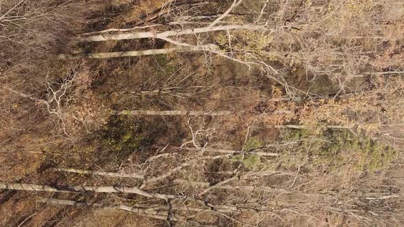 Vertical Video of a Forest with Many Trees in Autumn