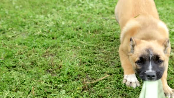 Angry Dangerous Young German Shepherd Dog Puppy Barks