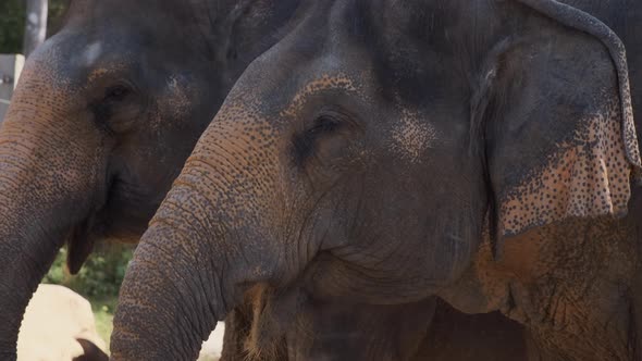 Couple of Calm Indian Elephants