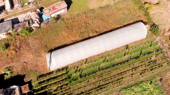 Aerial drone footage orbiting around the plastic greenhouse in the garden. Agriculture concept with