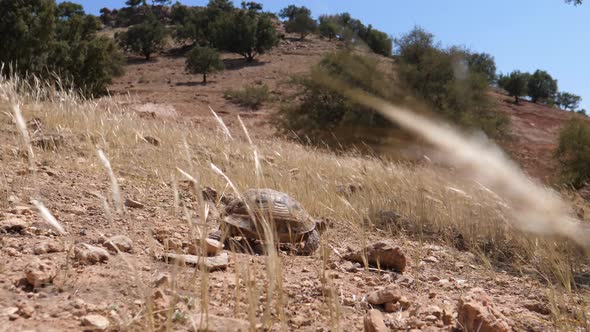 Moroccan tortoise walks down a rocky hill 