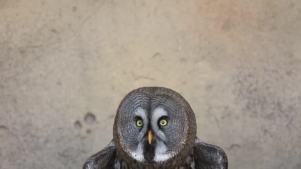 Great Grey Owl Carnivore Bird Closeup Portrait