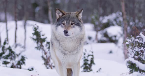 Portrait of Beautiful Wolf in the Cold Norwegian Forest