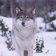 Portrait of Beautiful Wolf in the Cold Norwegian Forest - VideoHive Item for Sale