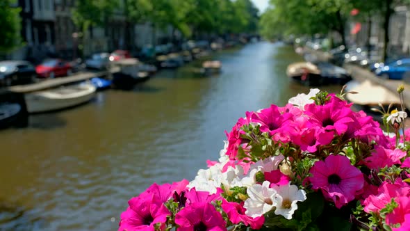 Amsterdam Canal and Flowers