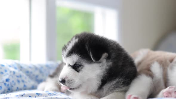 Cute Siberian Husky Puppy Yawning On Bed