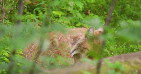 Lynx Licking Paw in Wilderness Area