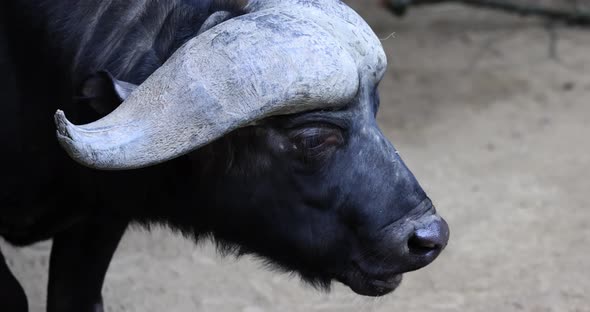 Close Up of an African Buffalo Syncerus Caffer or Cape Buffalo Eating in the Savannah of South