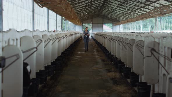 Farm Vet Holding Tablet Computer Walking Along Feedlots in Countryside Barn